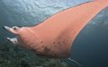 manta